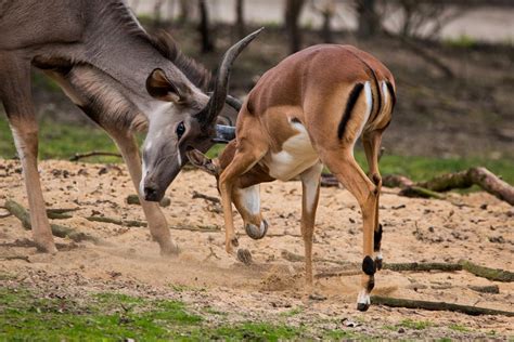 Great Kudu Antelope Africa - Free photo on Pixabay - Pixabay