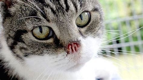 'Cat with No Nose' Desperate for a Home