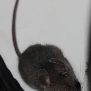 White-Footed Mouse - Facts, Diet, Habitat & Pictures on Animalia.bio