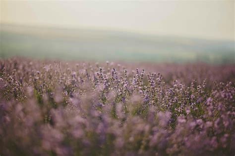 Lavender Flower Field · Free Stock Photo