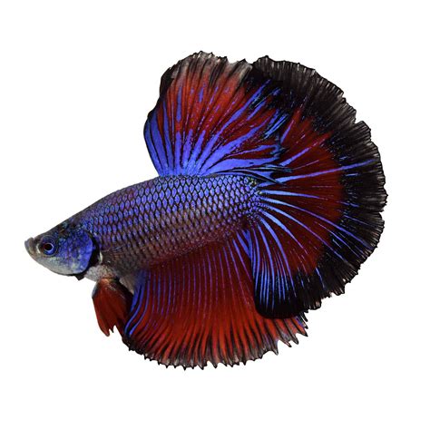 Male Halfmoon Betta Fish | Siamese Fighting Fish - Extra Large | Petco