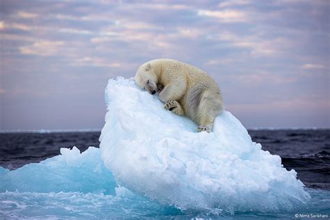 polar bear photo - ORYX Photo Tours