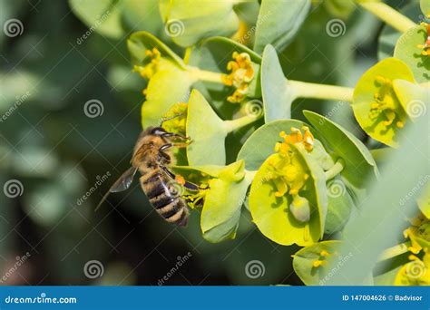 Honey Bee, Pollination Process Stock Photo - Image of macro, farm: 147004626