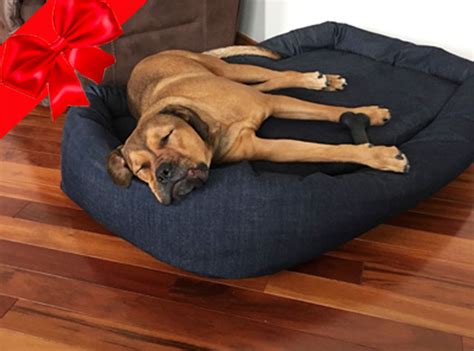 Memory Foam Dog Beds - Vet Recommended - Extra Large Sizes