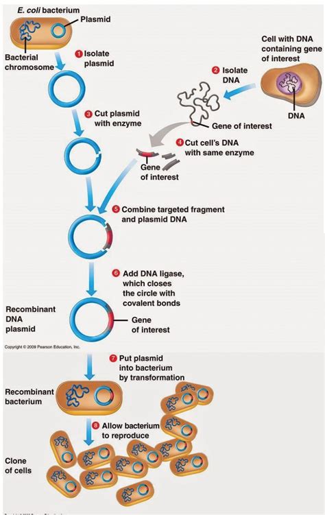 Gene Cloning: Basic, Requirements & Steps : Plantlet