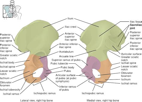 The pelvic girdle | Human Anatomy and Physiology Lab (BSB 141) | | Course Hero