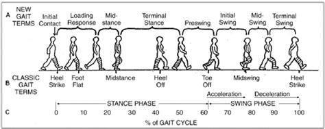 Illustration of different phases of the gait cycle. ( A ) New gait... | Download Scientific Diagram