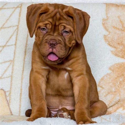 French Mastiff Puppies for Sale in Delhi Ncr | Mastiff puppies for sale ...