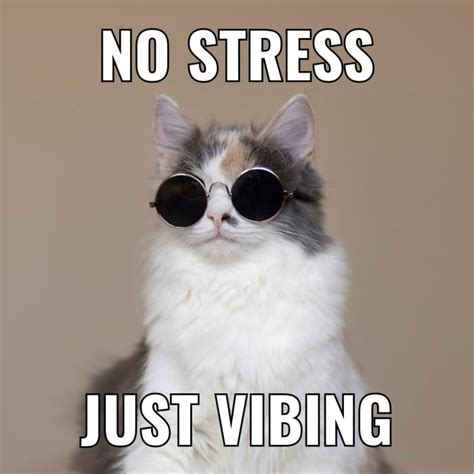 Personalize for free this Simple Vibing Cat Square Meme template