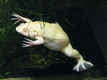 African Albino Clawed Frog - Branson's Wild World