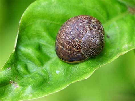 Free picture: garden, snails