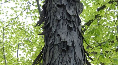 young hickory tree bark - Elayne Southern