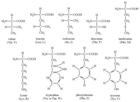 asistan el yordamıyla koka amino acid molecular weight Geri dön yolcu çocukluk