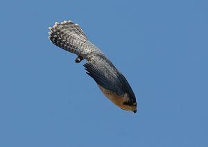 The fastest animal on Earth “The Peregrine Falcon” | Bio-aerial ...