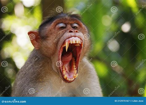 Macaque Monkey Widely Open Its Mouth and Showing Sharp Teeth Stock Image - Image of macaca, baby ...