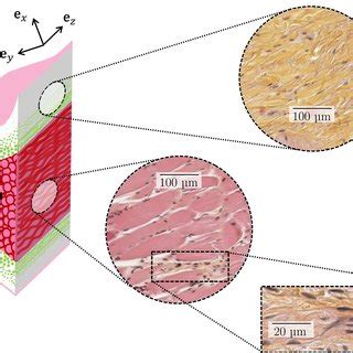 Human vocal-fold histology. (left) Idealised scheme of one fold, with... | Download Scientific ...