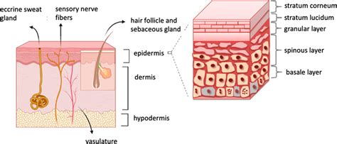 Schematic structure of the skin: the stratum corneum (the outmost... | Download Scientific Diagram