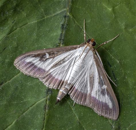 Homeowners to track invasive moths | Great Lakes Echo