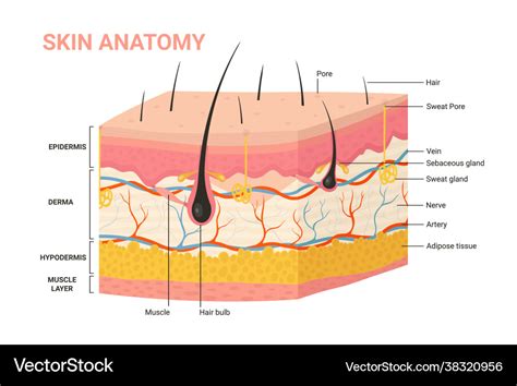 Skin layers structure anatomy diagram human Vector Image