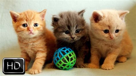 Cute kittens playing together - 3 cute kittens playing together | too cute! - YouTube