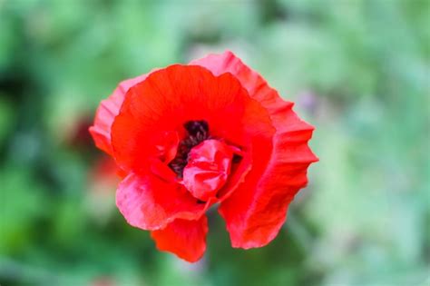 Premium Photo | Red poppy flower