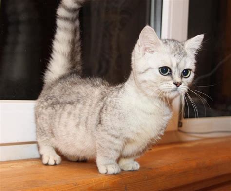 Scottish Fold | Cat Breed Selector