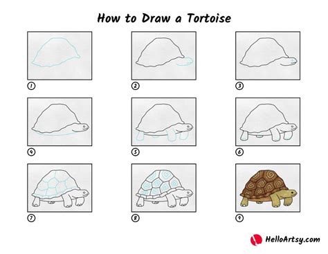 How to Draw a Tortoise - HelloArtsy