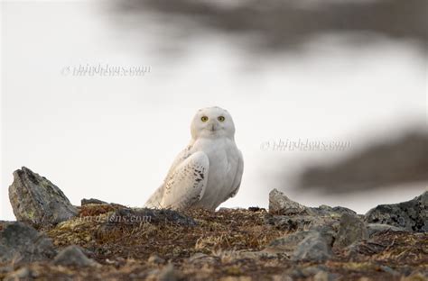 Snowy Owl on snow-covered plateau in Nordkyn/ Norway – Bird Lens