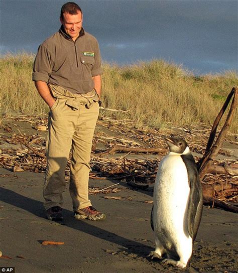 New Zealand penguin colonies and species - Guest New Zealand