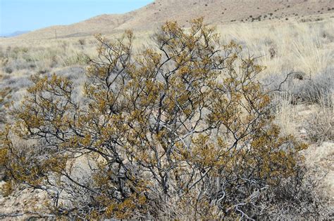 Vascular Plants of the Gila Wilderness-- Larrea tridentata var. tridentata