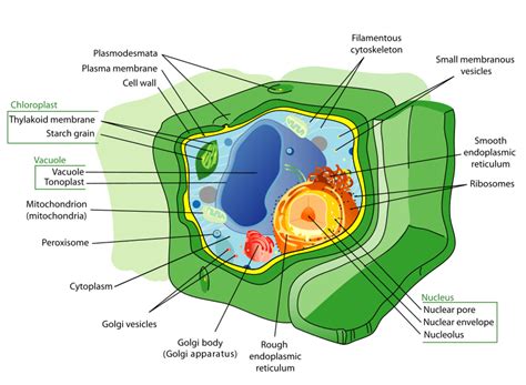 Plant cell - Definition and Examples - Biology Online Dictionary