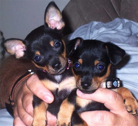 Chihuahua Min Pin Mix Puppies For Sale | PETSIDI