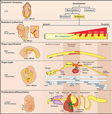 Molecular Mechanisms that Establish Organ Domains Along the Anterior ...