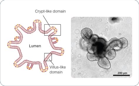 Intestinal Organoid Culture | STEMCELL Technologies