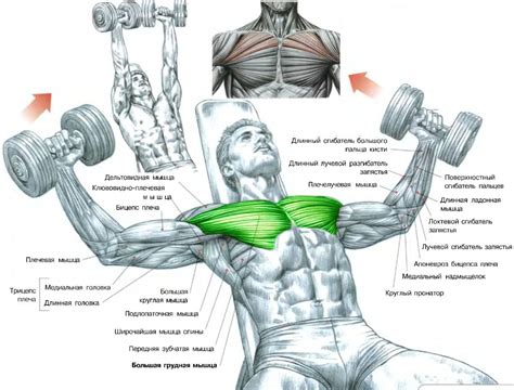 Incline Bench Dumbbell Fly | Dumbbell fly, Dumbbell chest workout, Chest fly