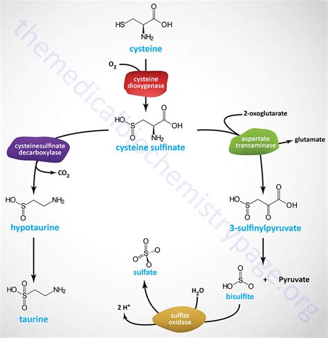 Amino Acid Biosynthesis and Catabolism - The Medical Biochemistry Page