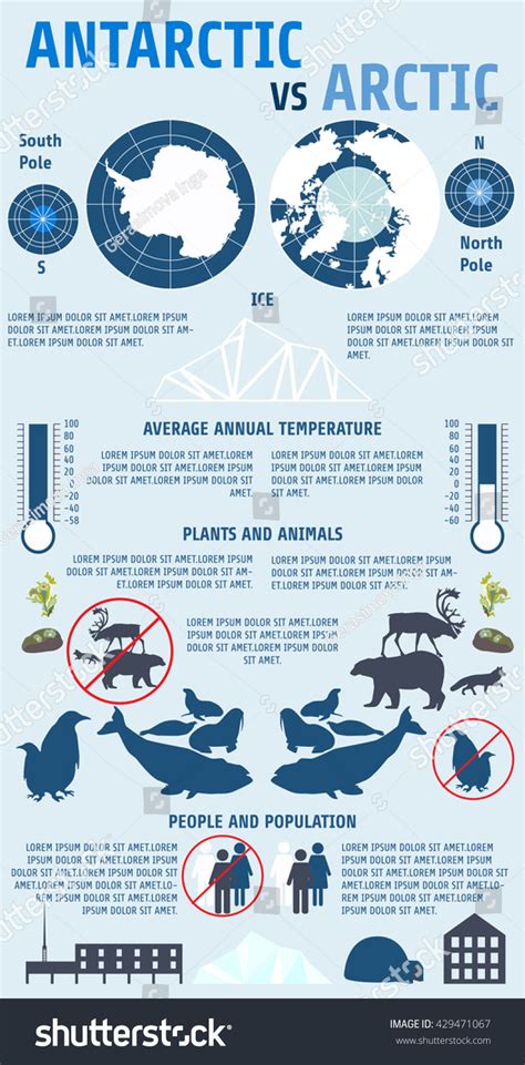 Antarctic Vs Arctic Infographics.North Pole, The South Pole, The Polar Bear, Reindeer, Caribou ...