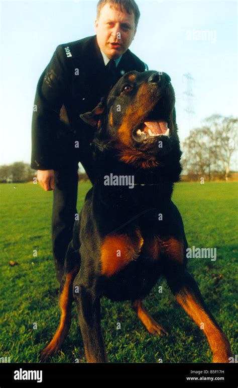 Newly trained police dog Ben a 15 month old rottweiler with handler ...