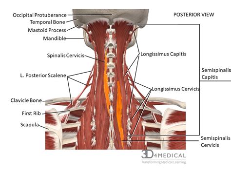 Back Of Neck Region Anatomy Solved Saved Correctly Label The Muscles | Images and Photos finder