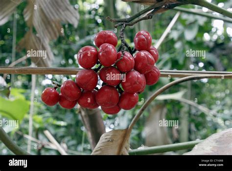 Rainforest fruits (Sarcophrynium sp :Marantaceae), Cameroon Stock Photo - Alamy