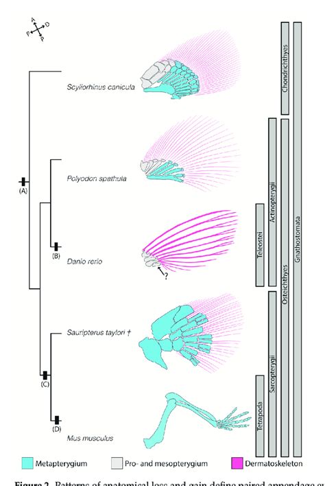 Patterns of anatomical loss and gain define paired appendage evolution.... | Download Scientific ...