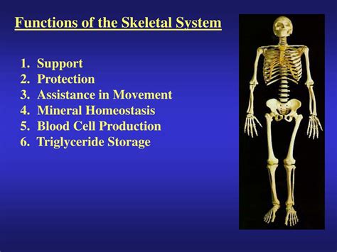 PPT - Functions of the Skeletal System PowerPoint Presentation, free download - ID:707013