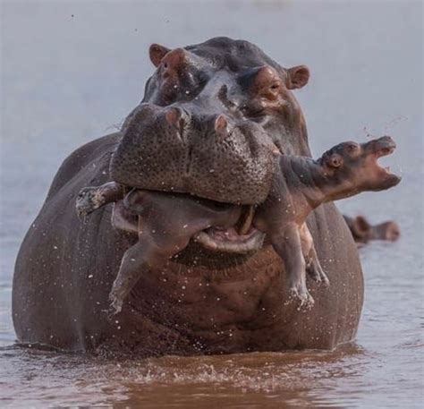 Hippo mom & baby | Hippopotamus, Wildlife photos, Wildlife