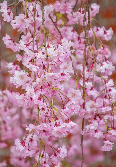 Pink Weeping Cherry Tree Photograph by Cate Franklyn