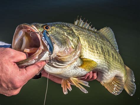 How to catch Largemouth Bass