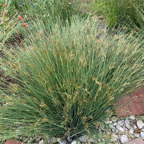 10 Blue Arrow Rush Grass Juncus Inflexus Organically Grown Hardy ...