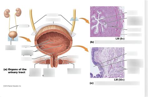 Cross section of Kidney, bladder and Ureter Diagram | Quizlet