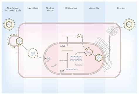 Double-stranded rna virus list 846328-Can viruses have double stranded rna - Pixtabestpictmxch