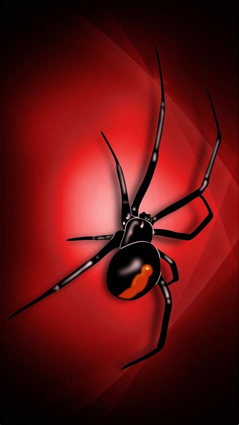 Black Widow Spider Wallpapers - Top Free Black Widow Spider Backgrounds - WallpaperAccess