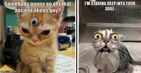 Stare Cat Meme